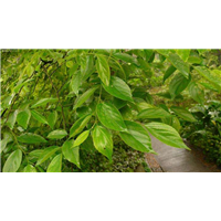 桂林苗木公司批发广西朴树/桂林朴树/ 