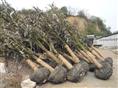 金橘树2广西金橘树/产自桂林金橘树种植基地 