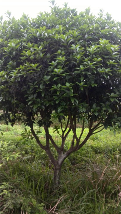 适合浙江种植的桂花树广西桂花树批发 