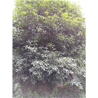适合湖南种植的桂花树广西桂花树种植 