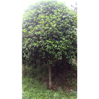 广西桂花树批发质量保证 