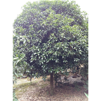 适合云南种植的桂花树广西桂花树种植 