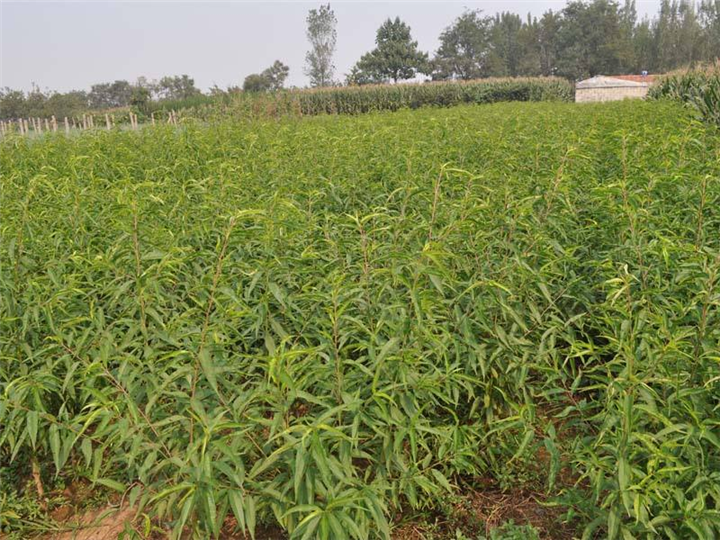 桂林桃苗种植基地长期供应广西优质桃苗