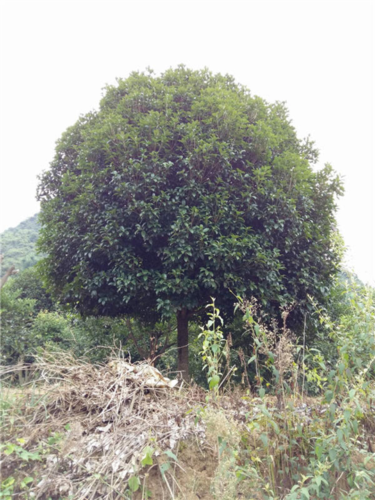 适合重庆种植的桂花树广西桂花树种植 