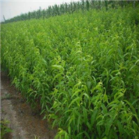 广西桃苗种植基地批发广西1号优质桃苗