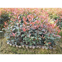 广西红叶石楠苗哪里种植规模**/广西红叶石楠苗种植基地 