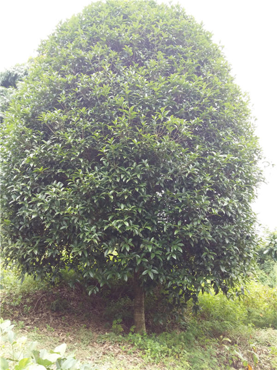 适合湖北种植的桂花树广西桂花树种植 
