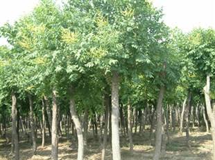 栾树/产自广西栾树种植基地-广西苗木公司