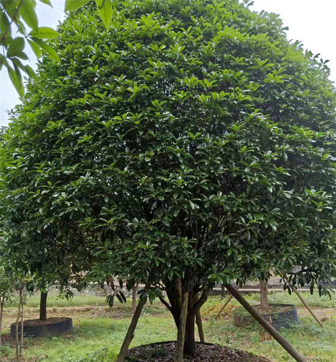 广西桂花树桂林桂花树基地