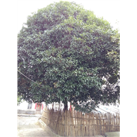 适合福建种植的桂花树广西桂花树种植 