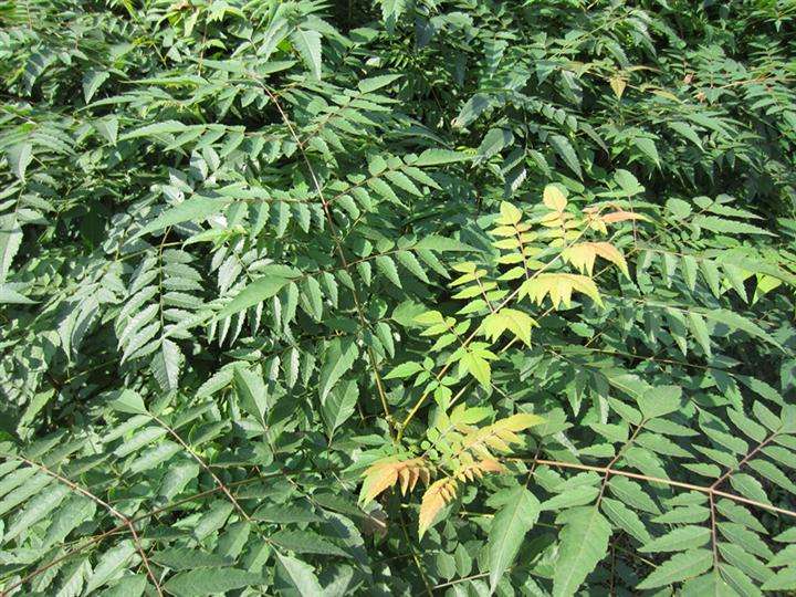 栾树/产自广西栾树种植基地-桂林绿化苗木
