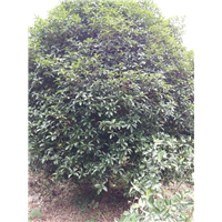 适合广东种植的桂花树广西桂花树种植 