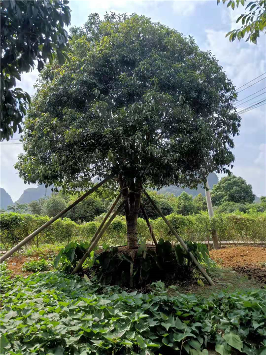 供应广西桂花树桂花树苗