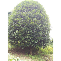 适合湖北种植的桂花树广西桂花树种植 