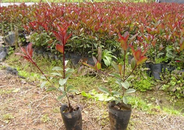 广西哪里有红叶石楠苗批发/广西红叶石楠苗种植基地 