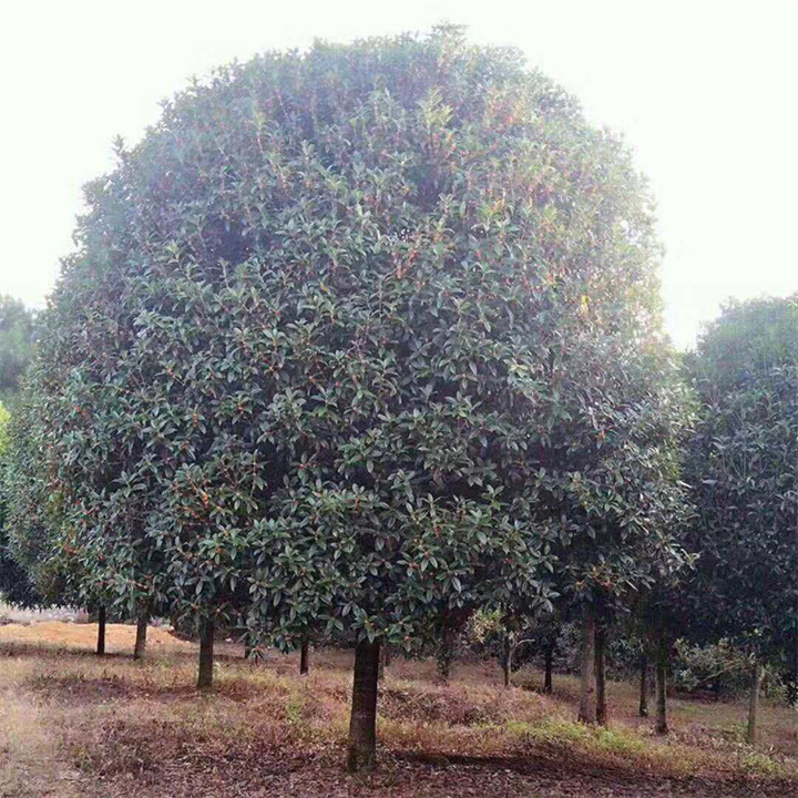批发广西桂花树广西桂花树大小苗木
