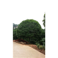 30公分广西桂花树价格 
