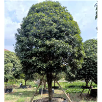 批发广西桂花树种苗广西桂花树苗木