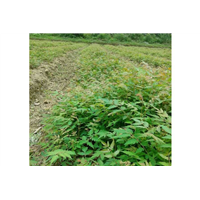 广西栾树怎么种植/桂林栾树种植公司