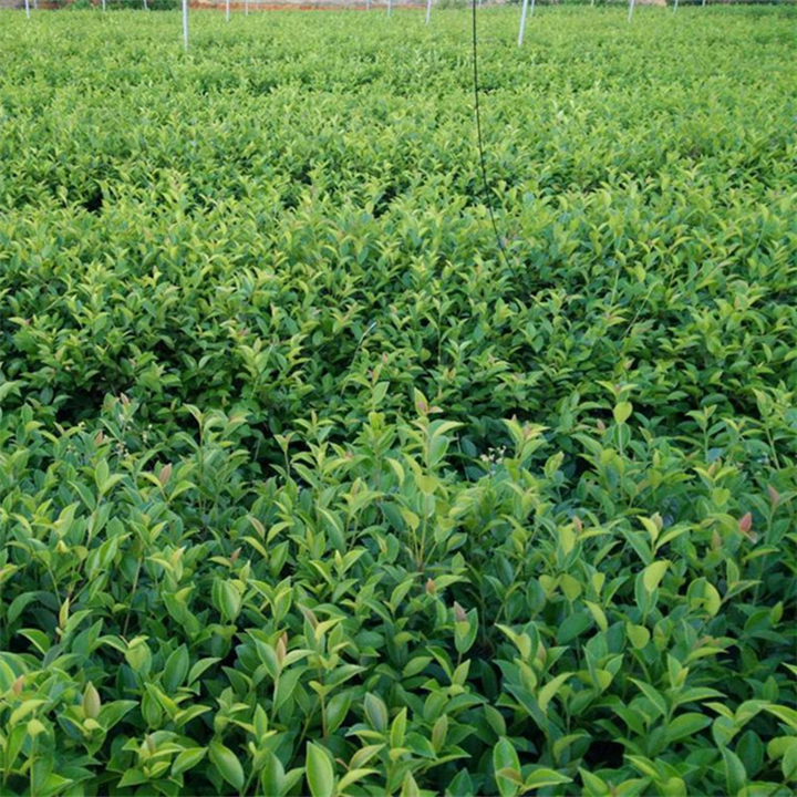 广西油茶苗价格桂林油茶苗产地直销