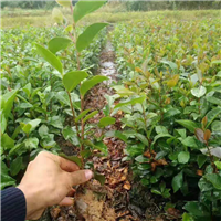 供应桂林油茶苗广西油茶苗专业种植