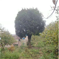 桂林桂花树广西桂花树种植基地