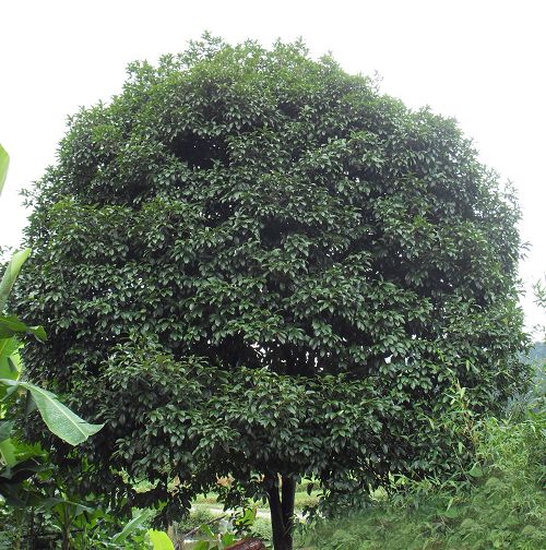 10公分广西桂花树价格 