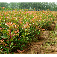 广西哪里有红叶石楠苗种植技术/广西红叶石楠苗种植基地 
