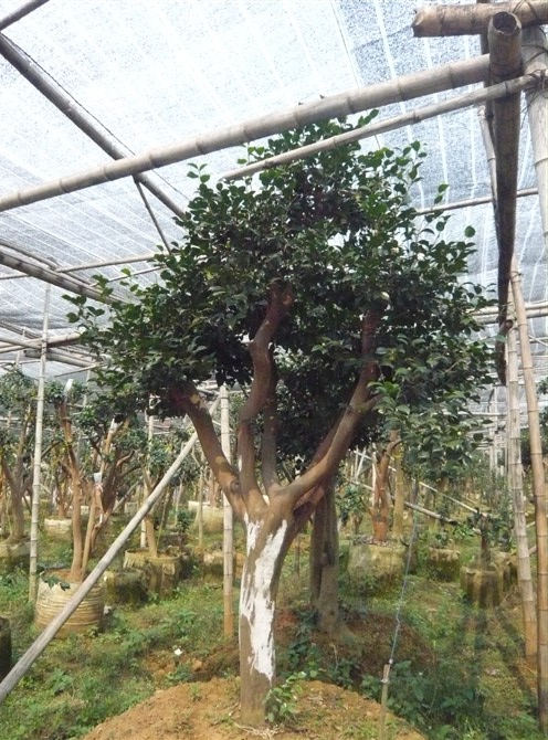 茶花树3/名优广西茶花树/欢迎代理广西茶花树 