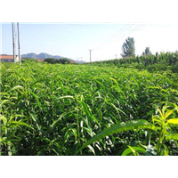 广西桃苗种植基地批发广西优质桃苗