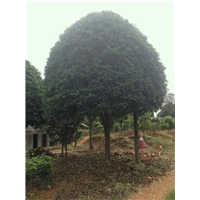 25公分广西桂花树价格 