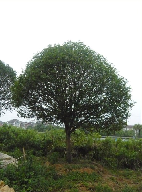 桂花树B3桂林优质热卖绿化苗木 