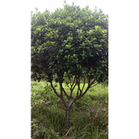 适合浙江种植的桂花树广西桂花树批发 