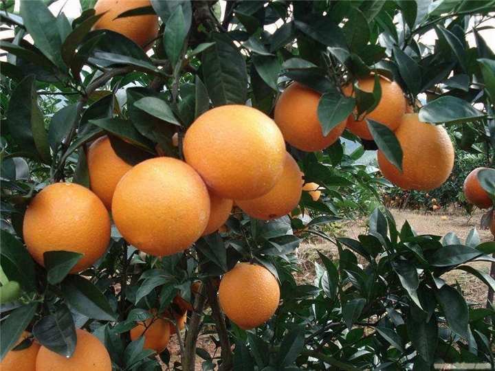奉节脐橙批发价格 