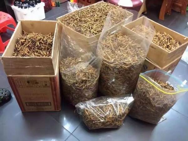 上海冬虫夏草回收