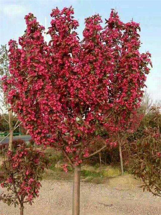 遂宁优质绚丽海棠树——优质绚丽海棠树 