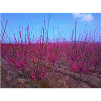 绵阳骨红朱砂梅树批发——骨红朱砂梅树批发 
