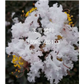 双红紫薇19 