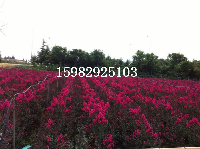 美国三红紫薇&3 