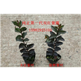 双红紫薇12 