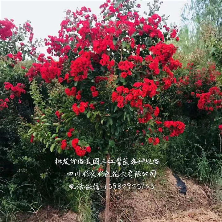 雅安美国三红紫薇树 
