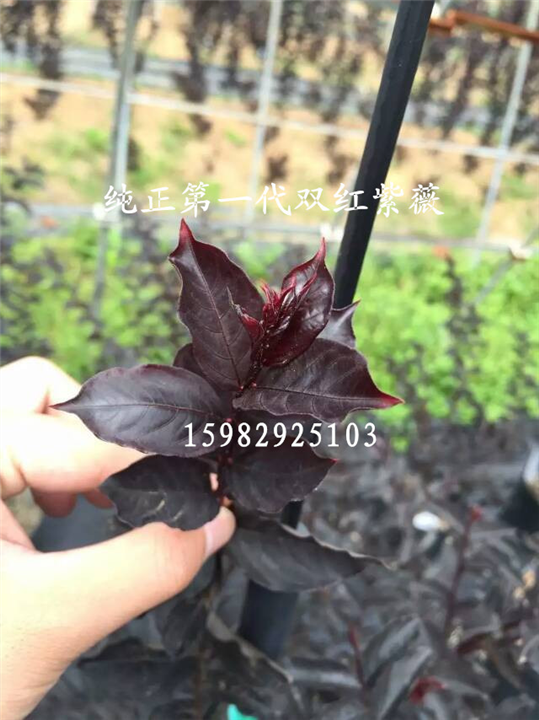 双红紫薇7 