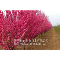 大量出售红叶榆叶梅& 大量出售红叶榆叶梅 