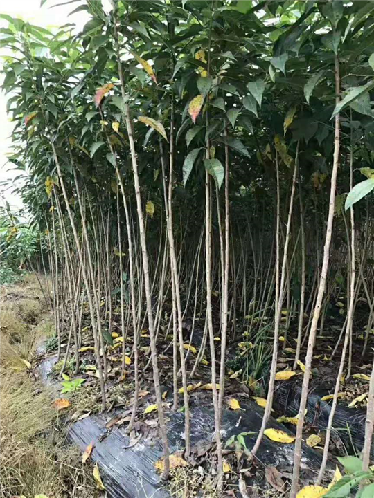 内江供应樱花|供应樱花 