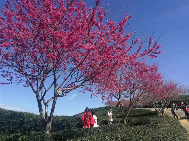 内江供应樱花树&供应樱花树 