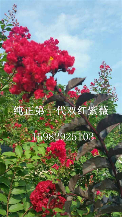双红紫薇14 