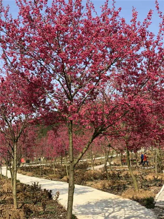 广元大量出售樱花树—大量出售樱花树 