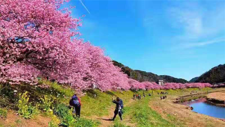 泸优质樱花|优质樱花 