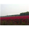美国三红紫薇&9 