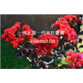 双红紫薇10 